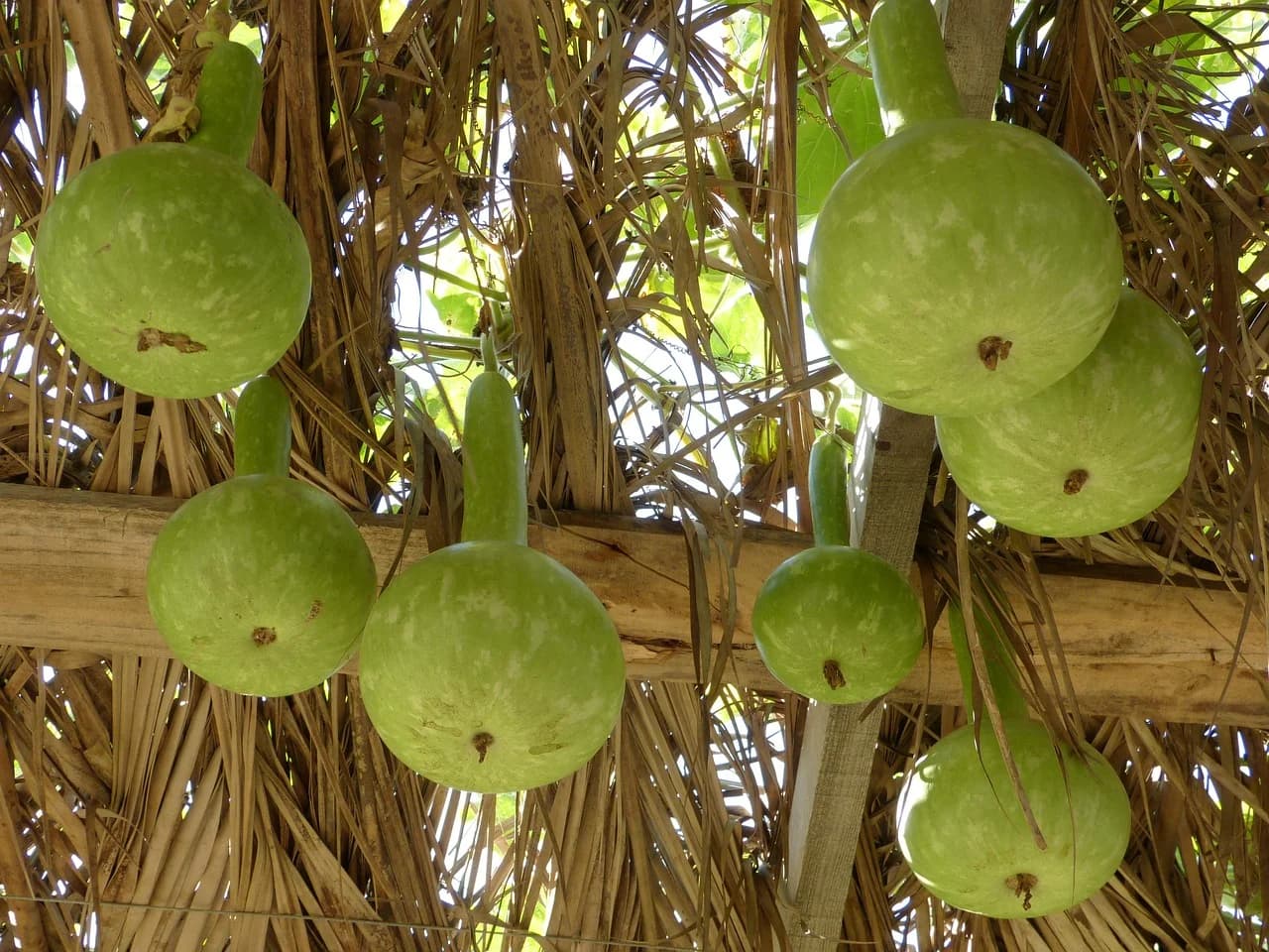 Bottle gourd fruits hanging from a pergola with dry palm fronds overhead