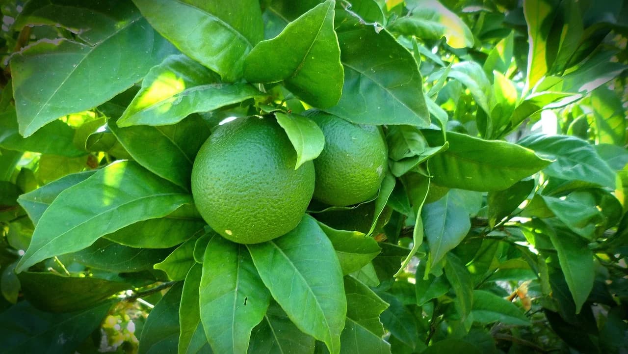 Lime tree branch with green unripe lime fruits among glossy dark green leaves