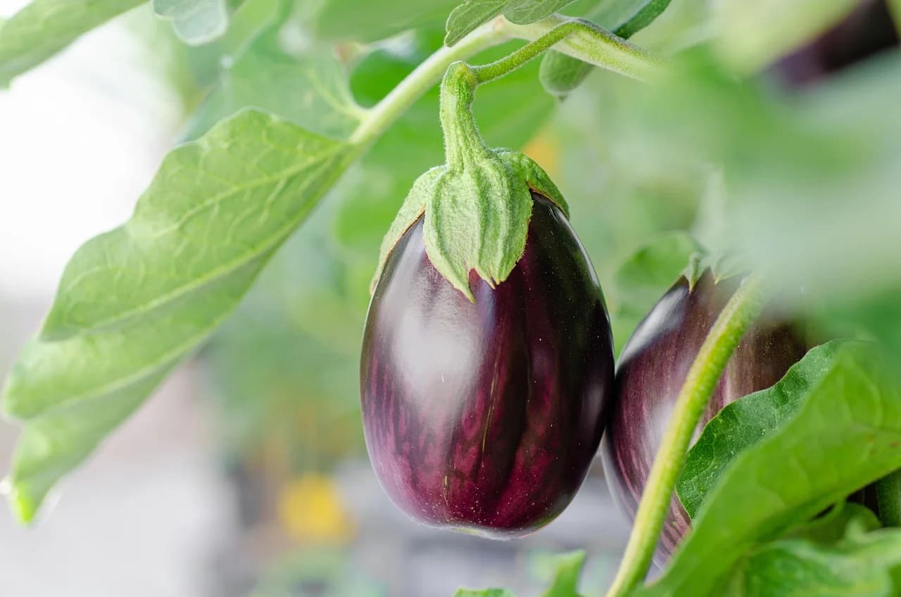 Two glossy purple eggplants hanging from a plant with green leaves