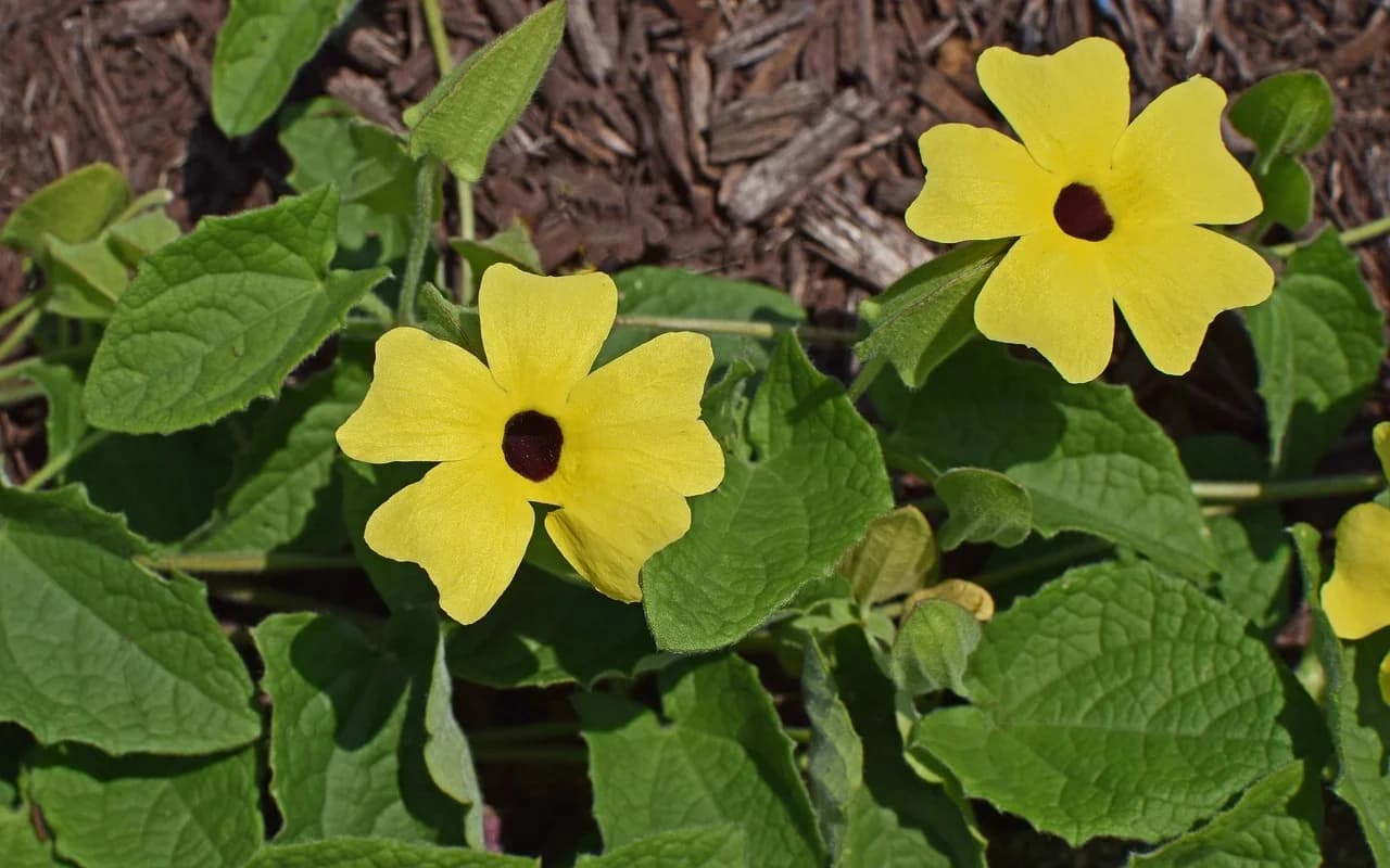 Black-Eyed Susan Vine yellow flowers with dark centers growing over leaves in a mulched bed