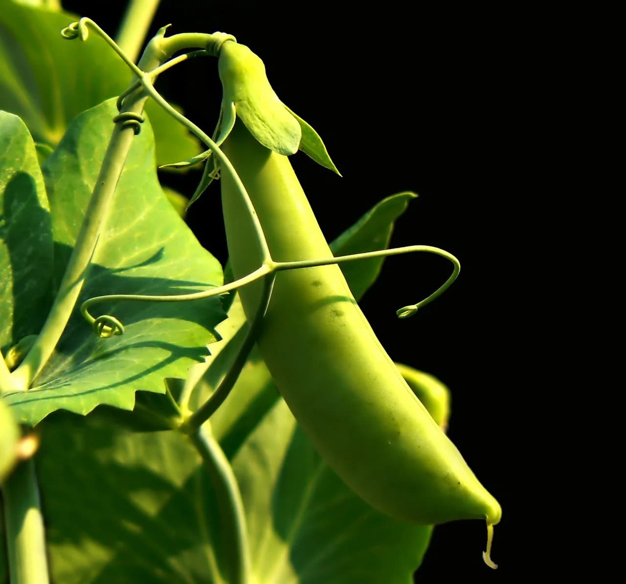Pea pod with curling tendrils growing on a pea plant against a dark background