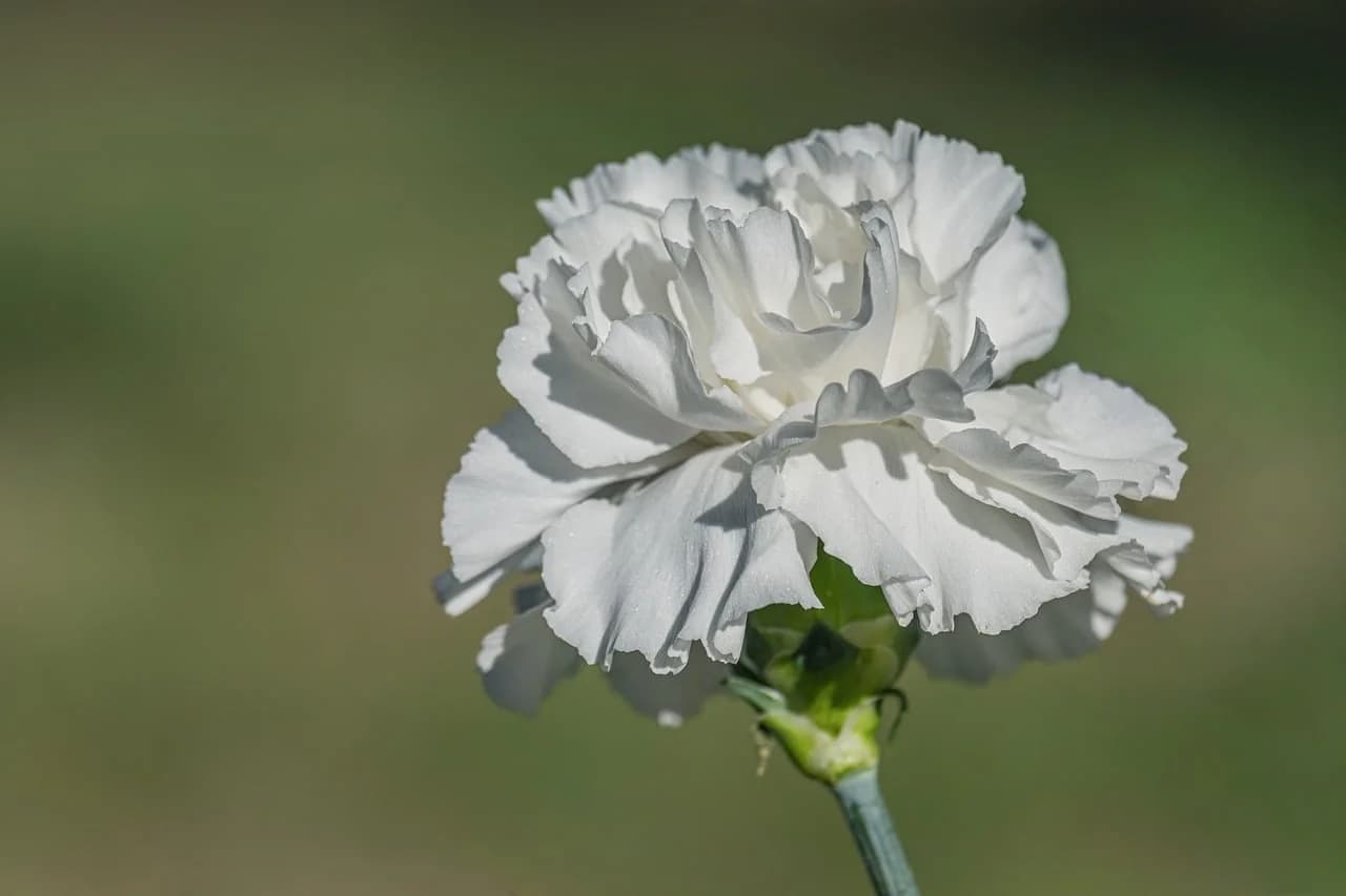 White ruffled carnation bloom with green bud on a stem against a blurred green background