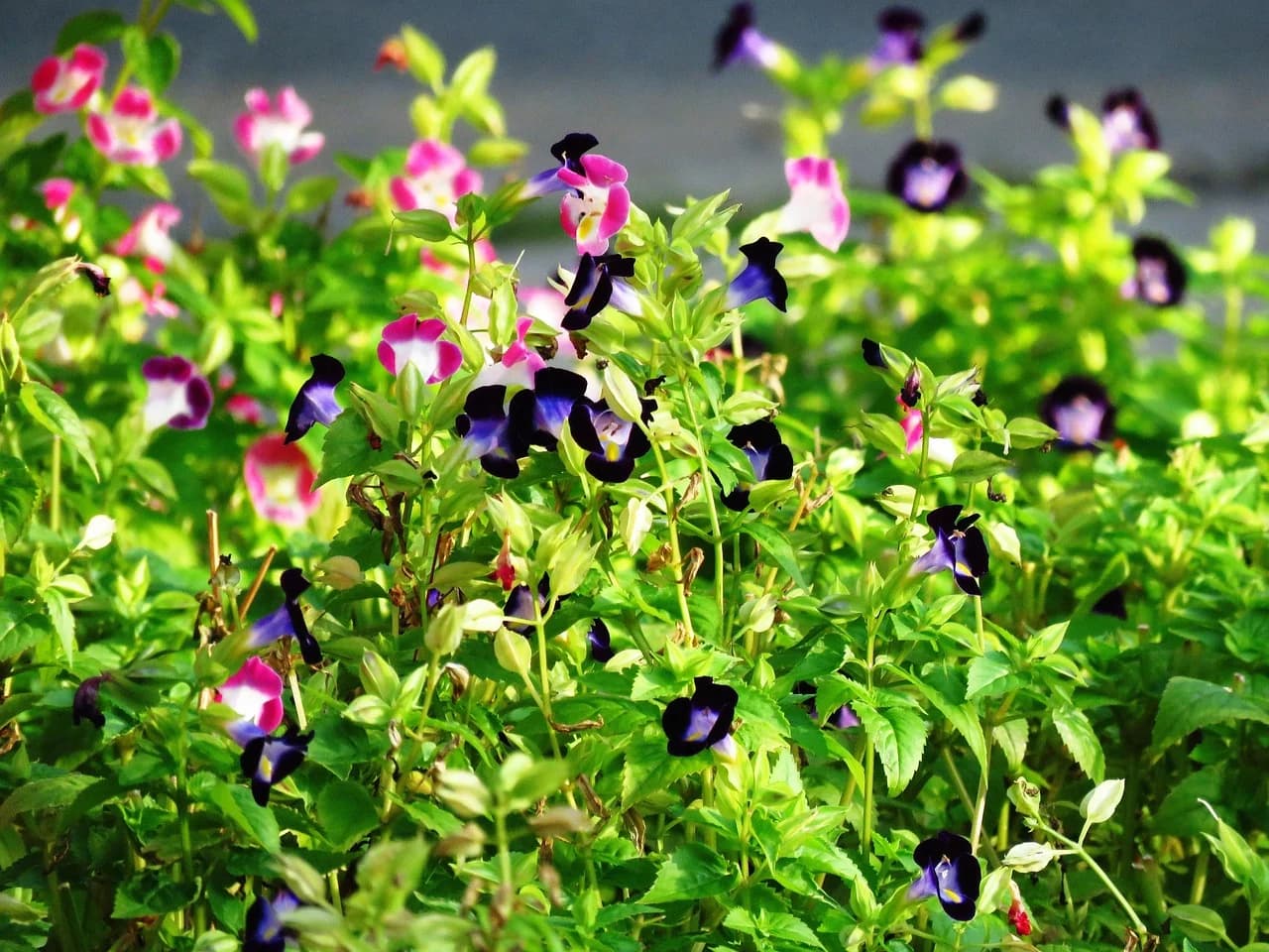 Torenia fournieri plants growing in a garden bed with pink, white and purple flowers
