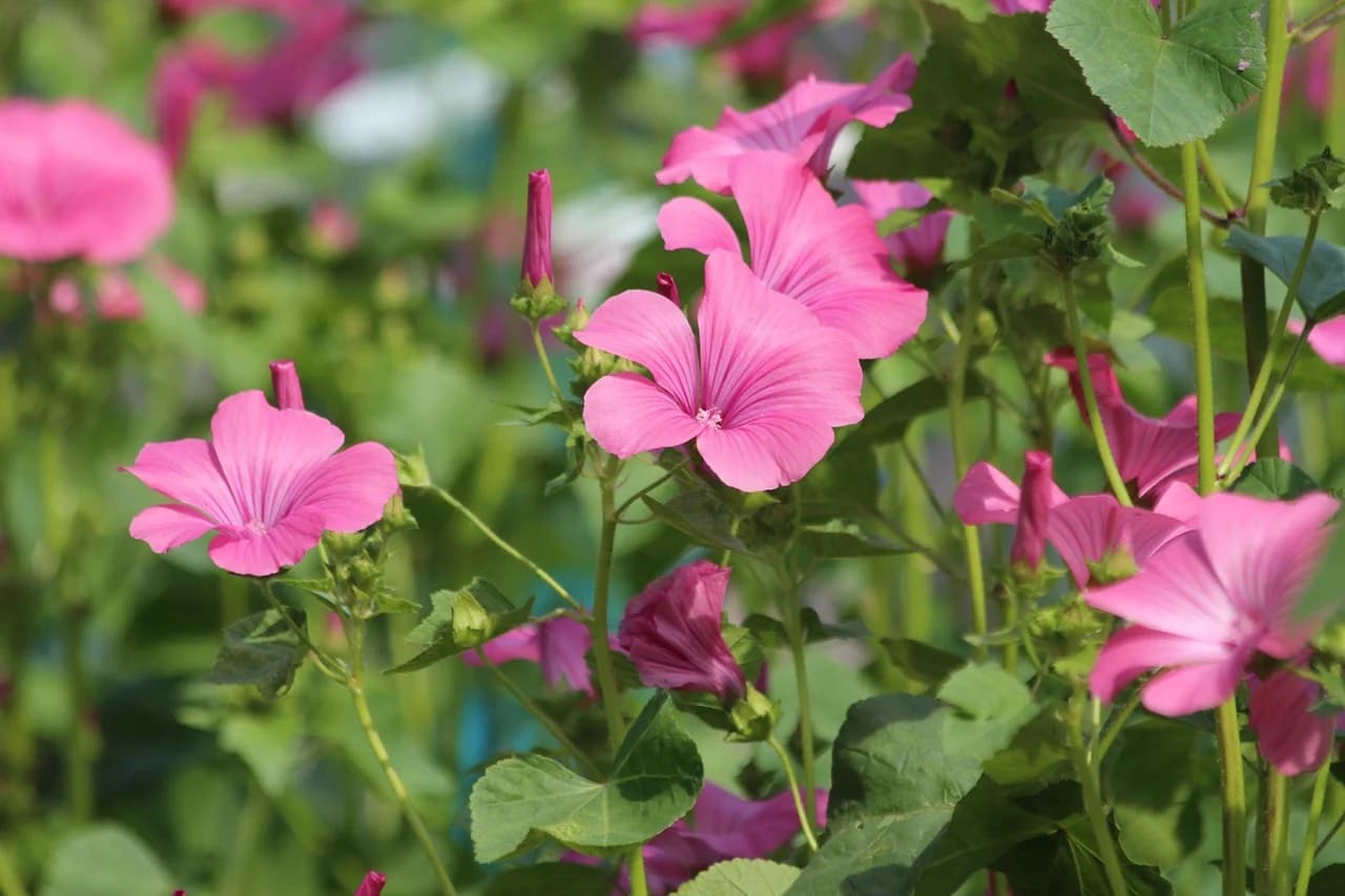 Lavatera plants with pink flowers and buds growing among green leaves in a garden