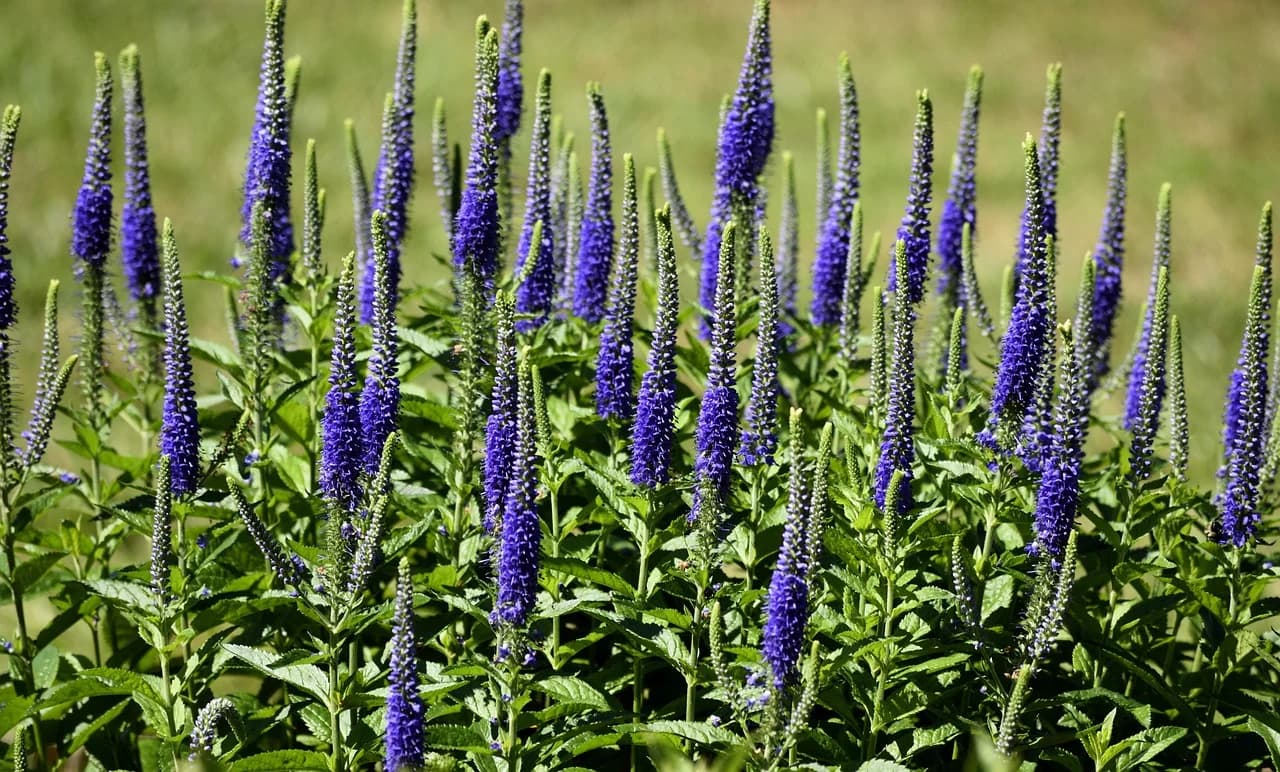 Spike speedwell plants with upright violet-blue flower spikes growing in a garden bed