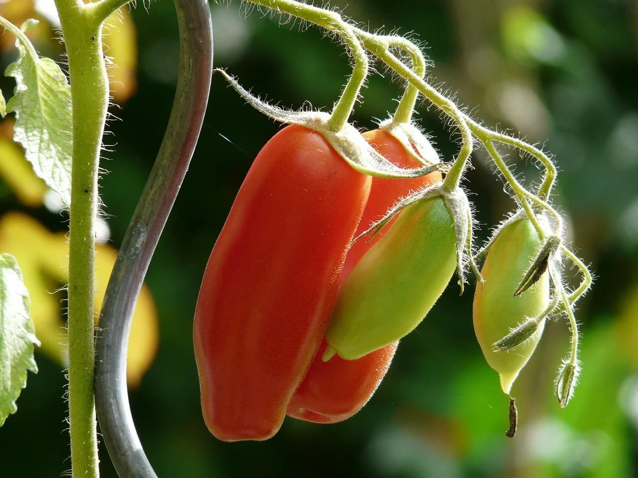 Elongated red and green San Marzano tomatoes hanging on a hairy vine