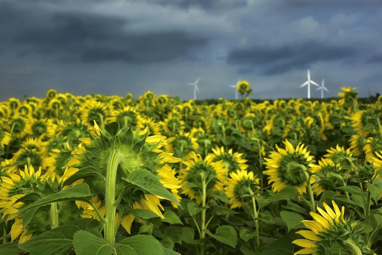Dwarf Sunflower field with many yellow flower heads under a dark stormy sky with wind turbines
