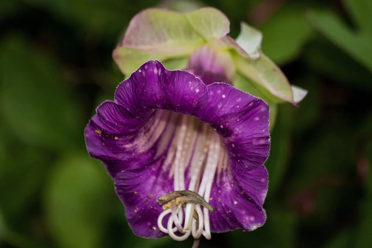 Cup and Saucer Vine purple bell-shaped flower with long white stamens against dark green leaves