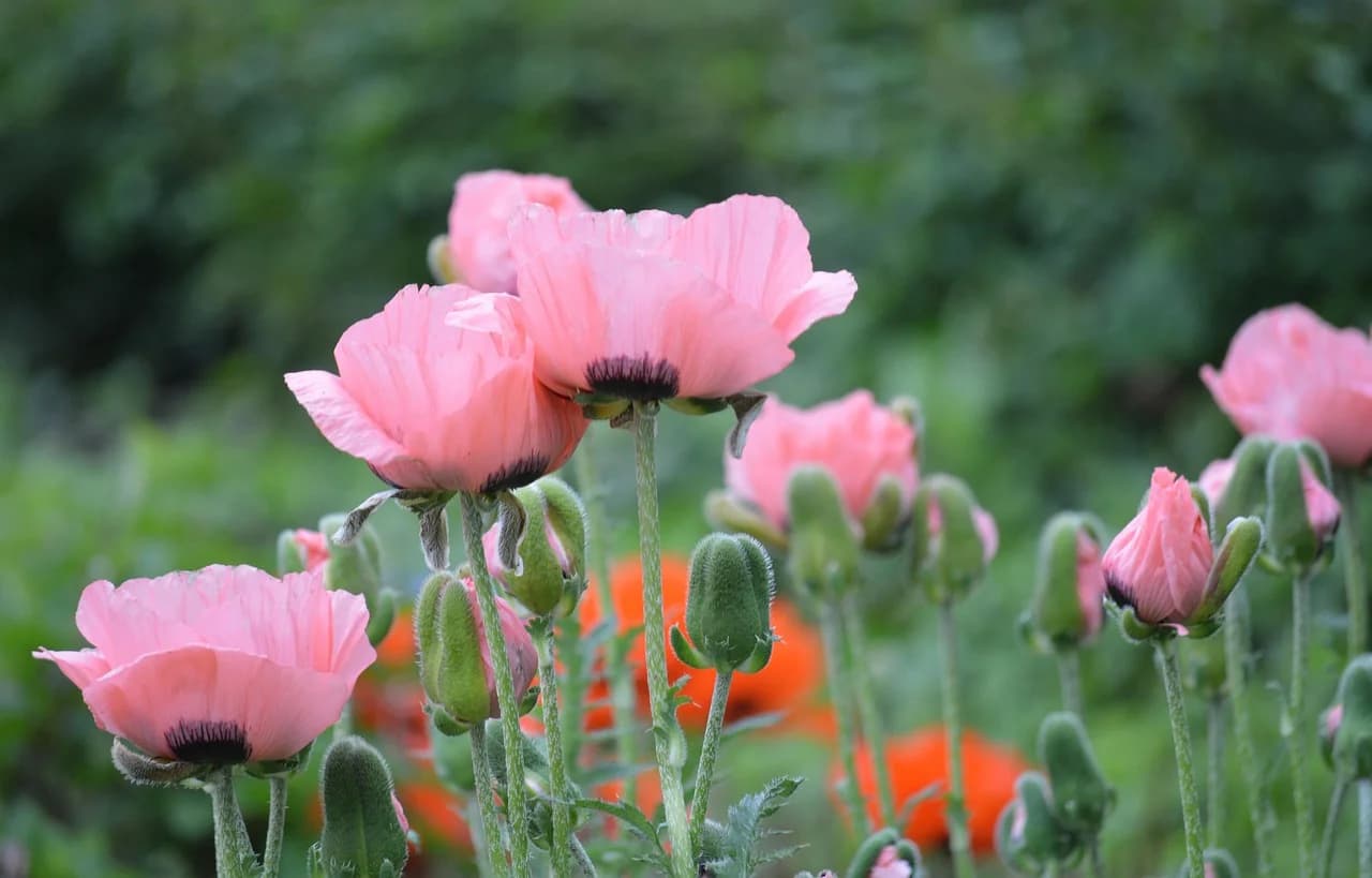 Oriental Poppy plants with pink flowers and hairy buds growing in a garden