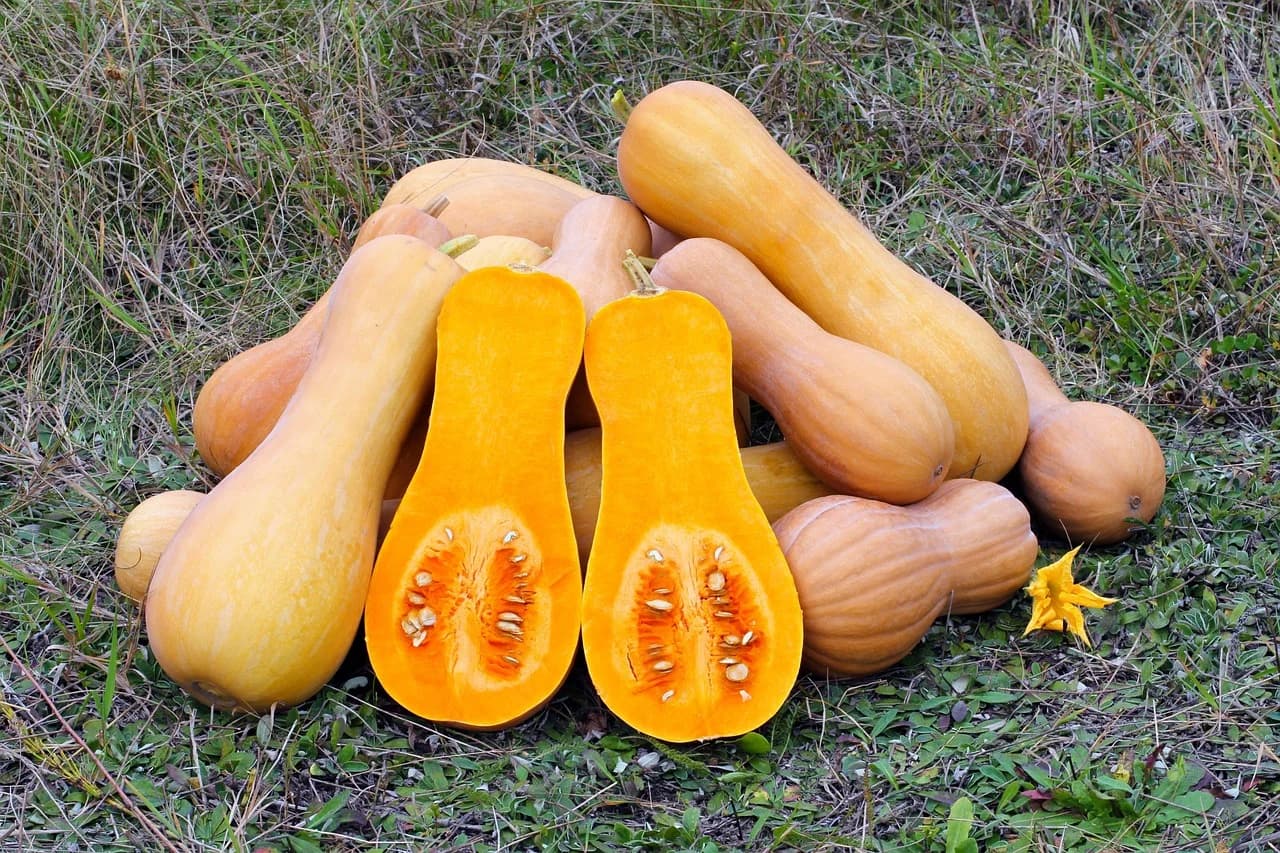 Butternut squash halves with visible seeds and whole squashes lying on grass
