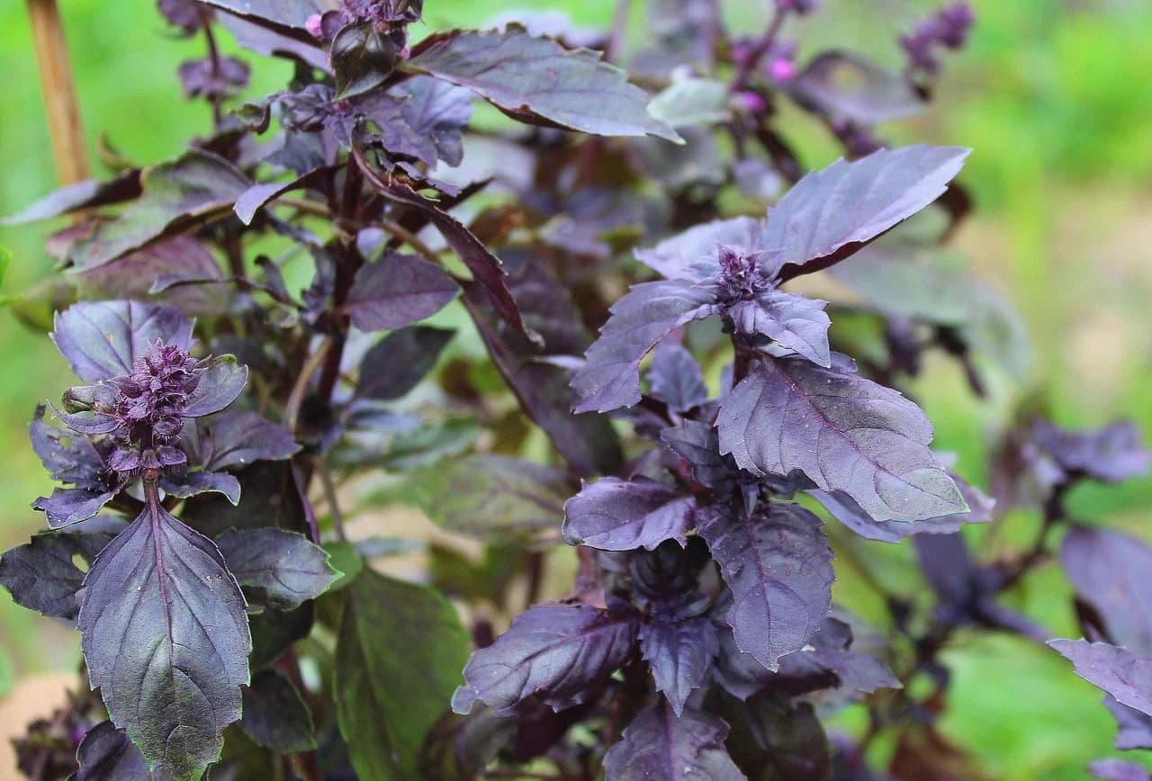 Purple basil plant with dark burgundy leaves and flower buds growing in a garden