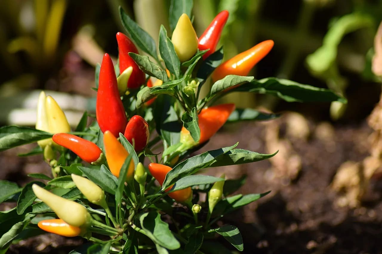 Chili pepper plant with red, orange and yellow pointed pods growing in garden soil
