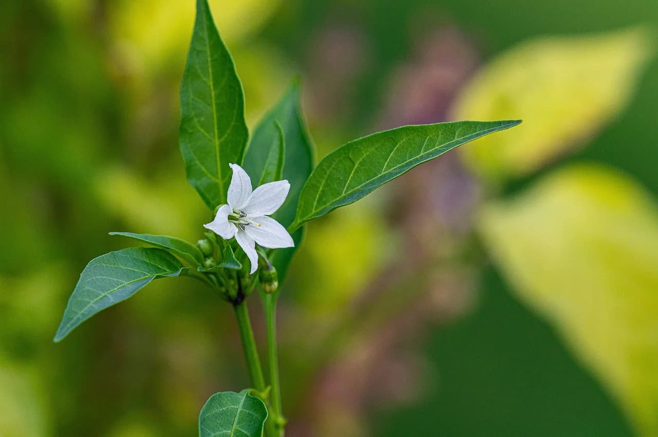 White chili pepper flower with green leaves and buds on a stem