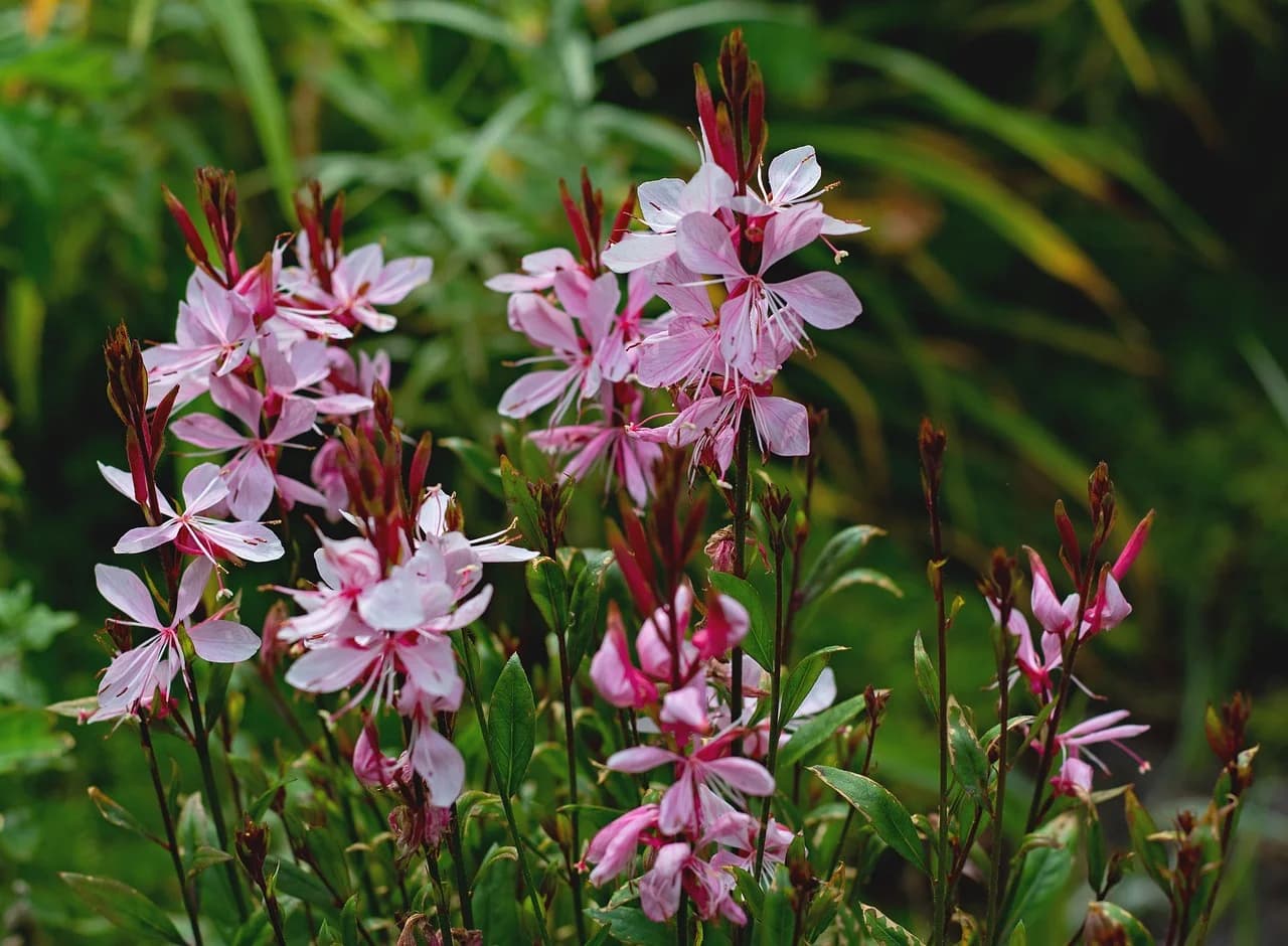 Gaura plants with clusters of pink flowers and red buds growing among green foliage in a garden