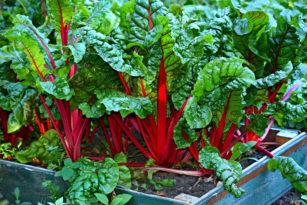 Swiss chard plants with red stems and veins growing in a raised garden bed
