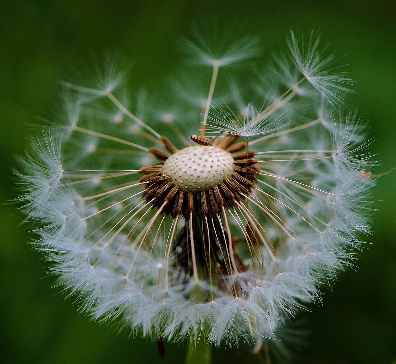 Dandelion seed clock with white pappus filaments and brown bracts against a green background