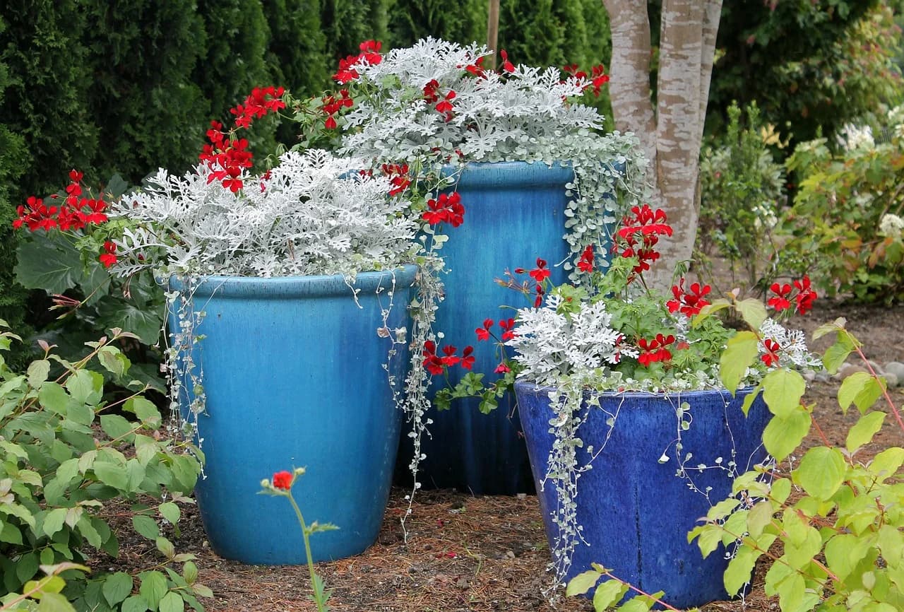 Dusty Miller spilling from blue glazed pots alongside red geraniums in a garden bed
