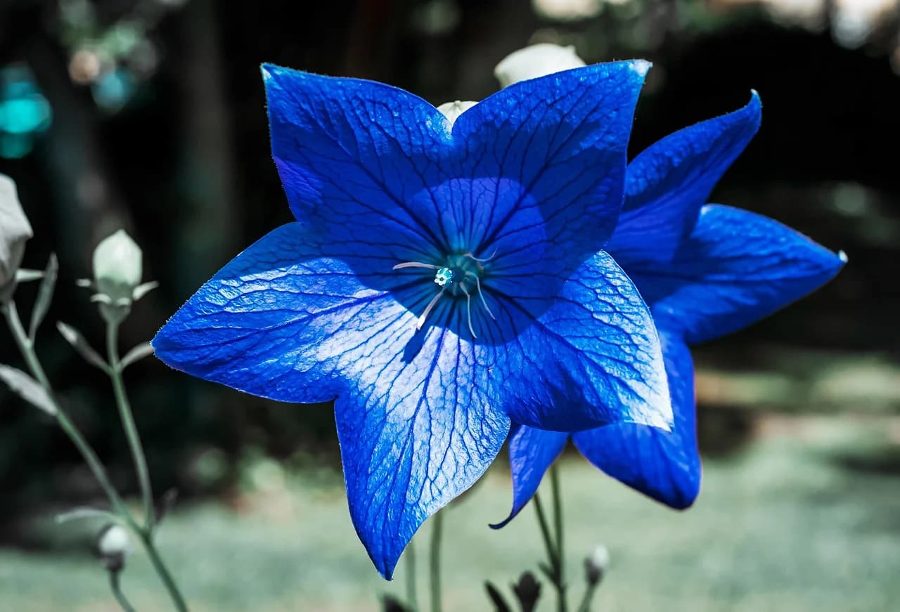 Balloon flower blooms in deep blue with pale green buds in a garden