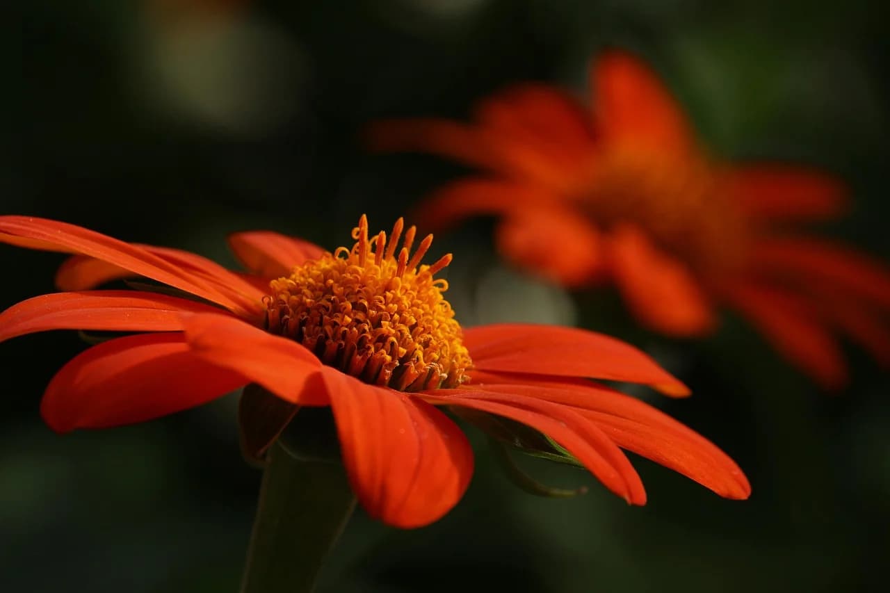 Mexican sunflower bright orange-red flower with yellow center on dark green background