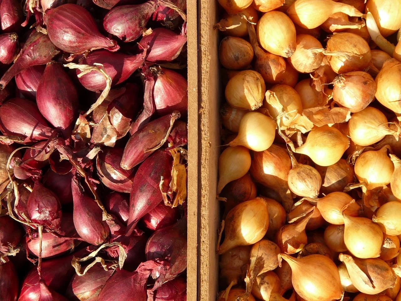 Crates of red shallots and small yellow bulbs with papery skins at a market