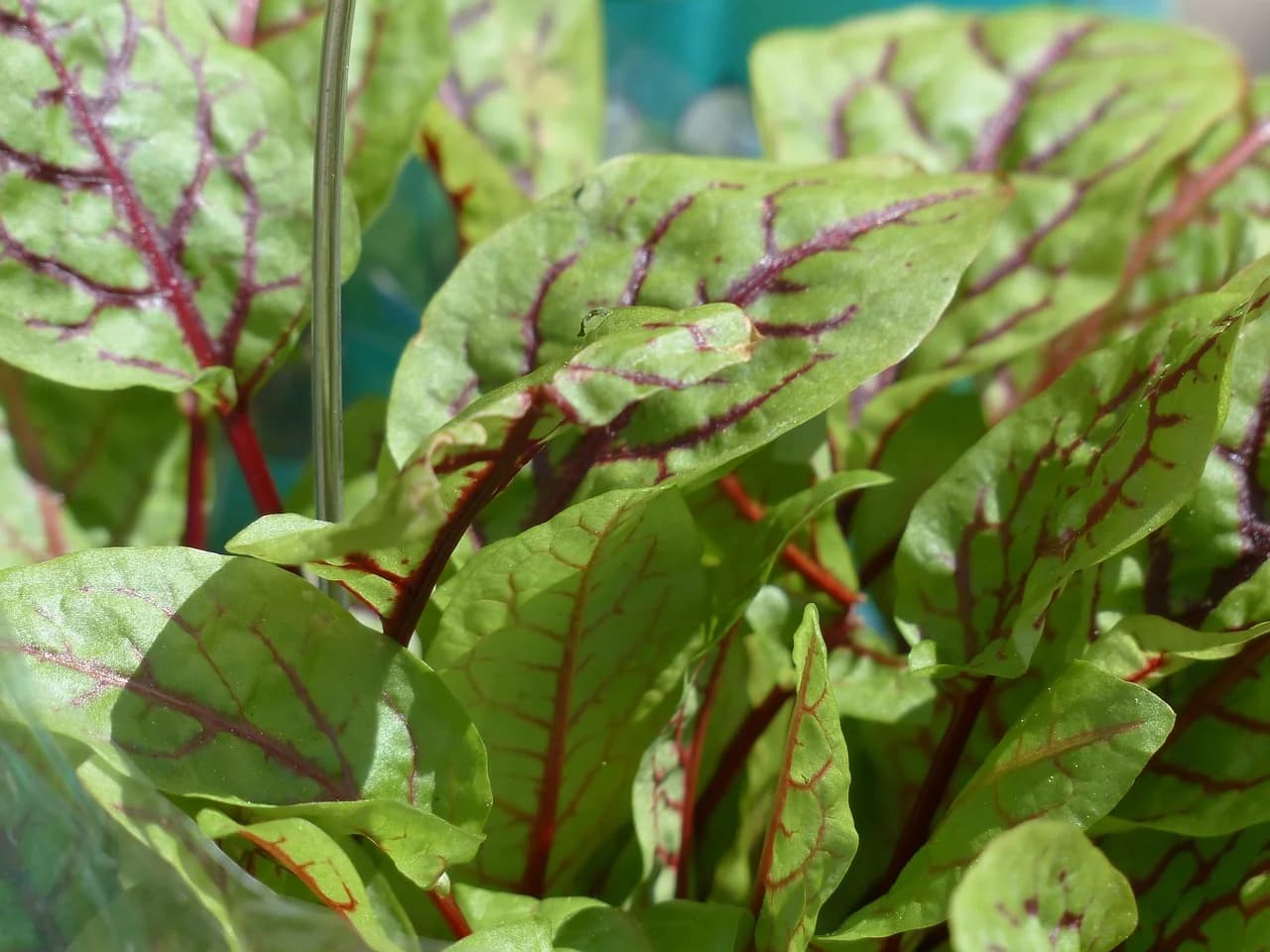 Red-Veined Sorrel leaves with dark red veins growing on the plant