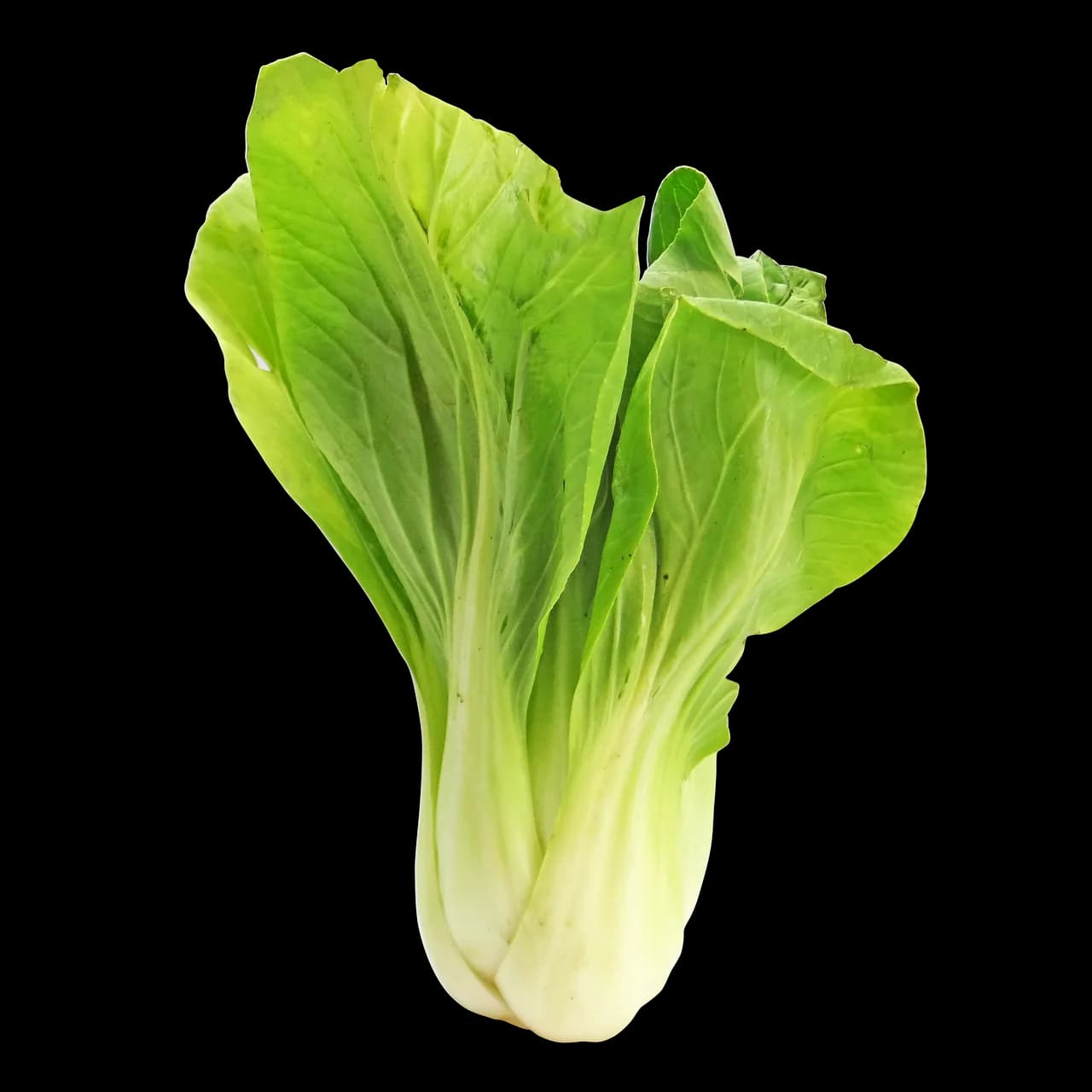 Harvested bok choy with pale white stalks and bright green leaves on a white background