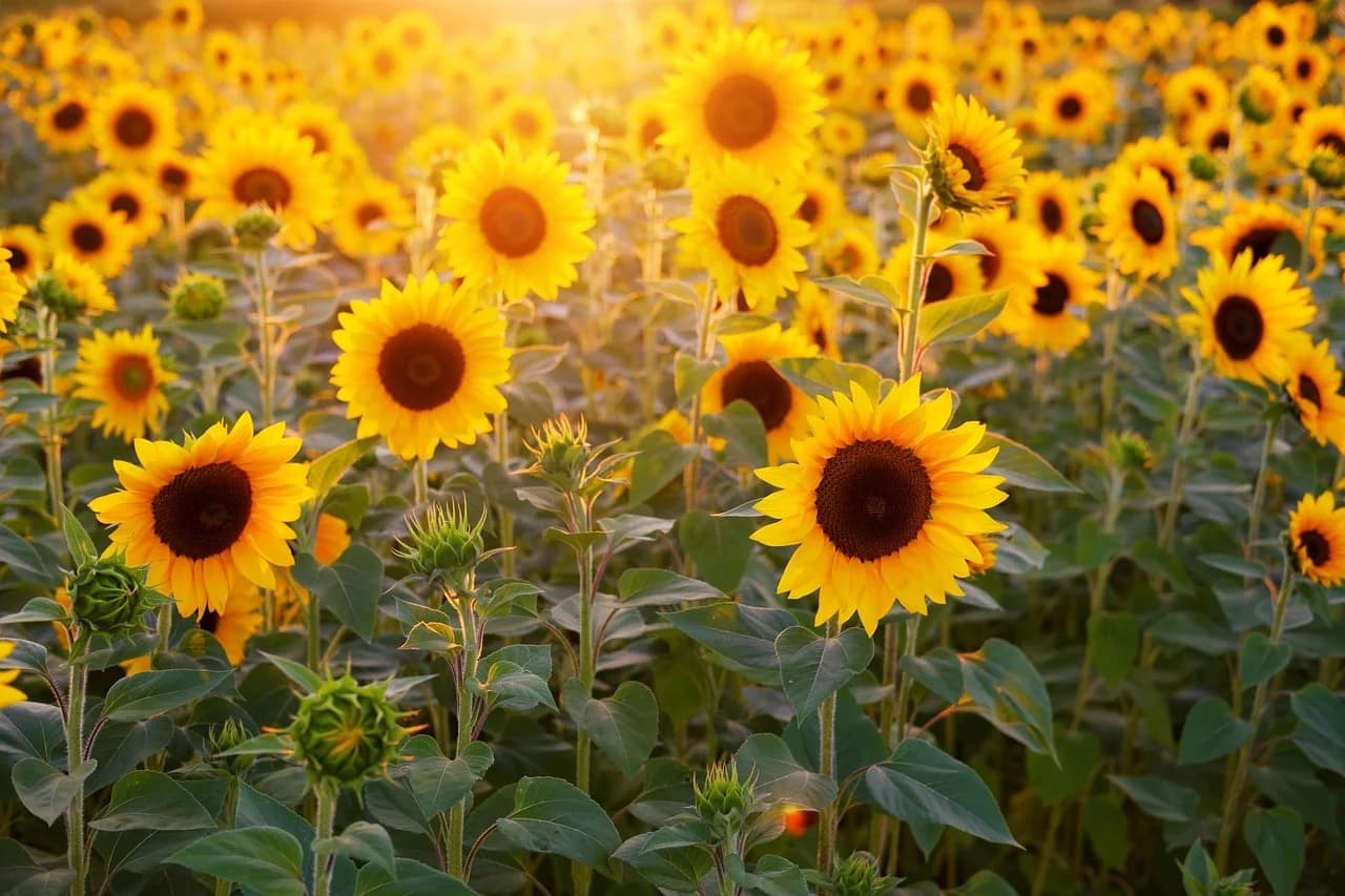 Sunflower field with tall plants and bright yellow blooms at golden hour