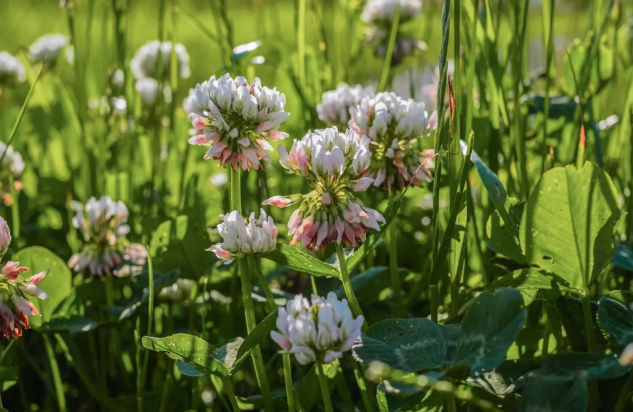 White clover flower heads with pink-tinged tips growing on stems among green leaves