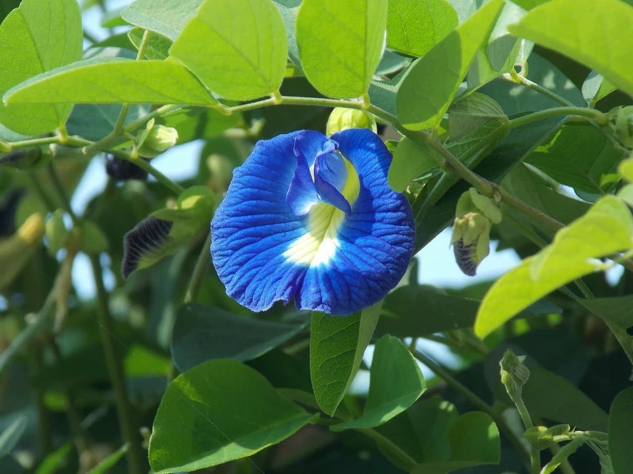 Butterfly pea flower with bright blue petals and white center growing among green leaves on a vine