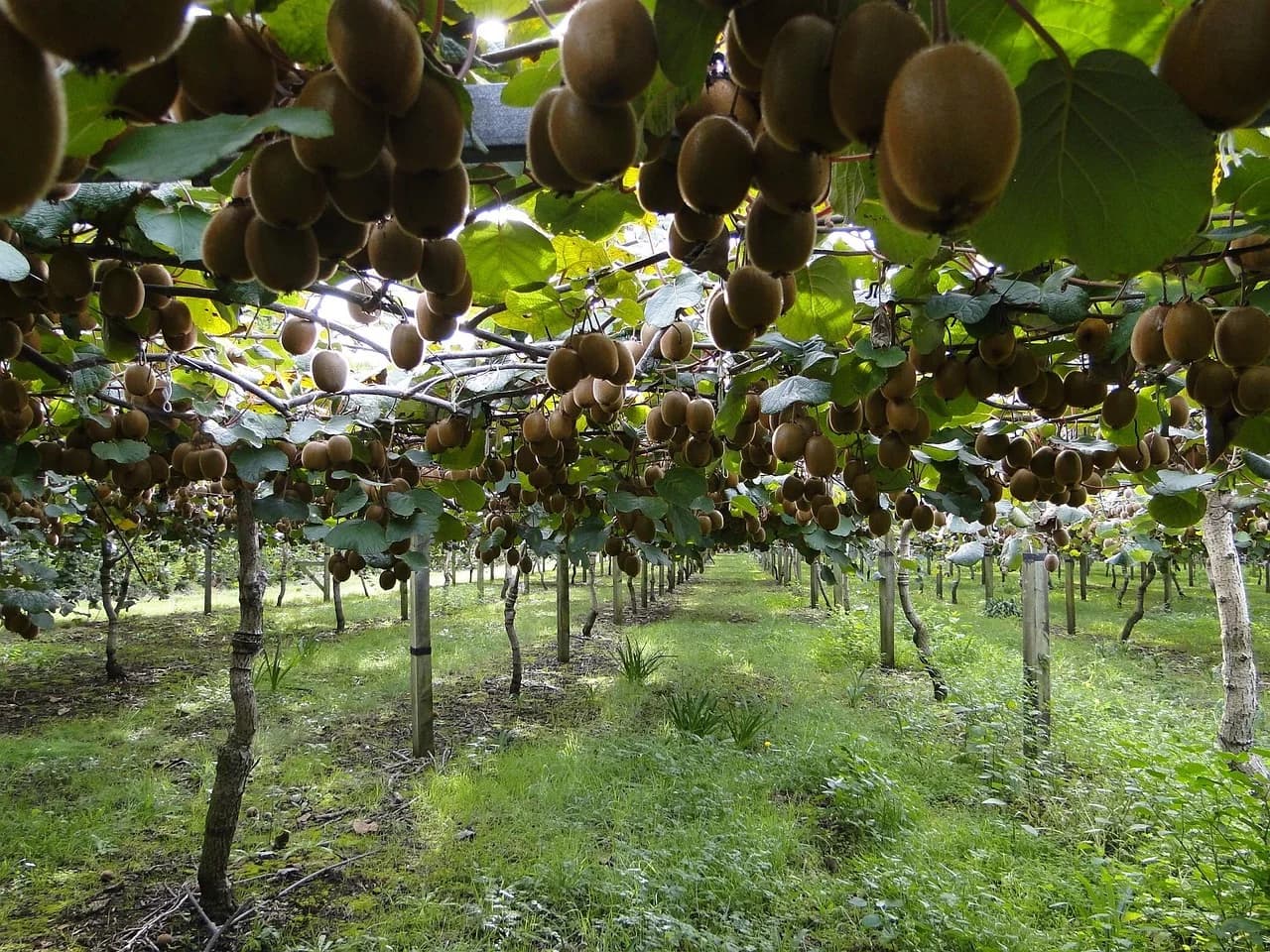Kiwi orchard with fruit hanging from overhead vines above grassy rows