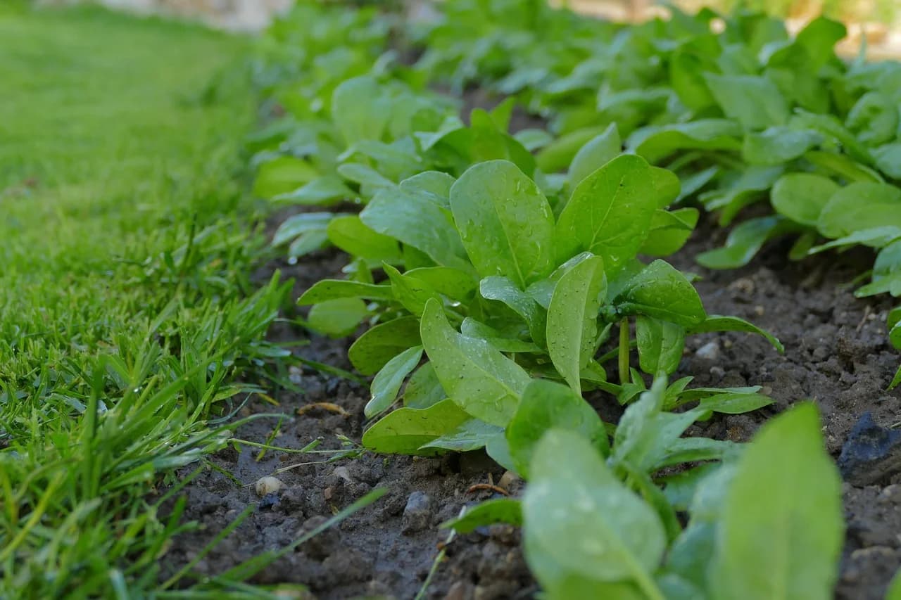 Spinach plants growing in a row in a garden bed beside grass