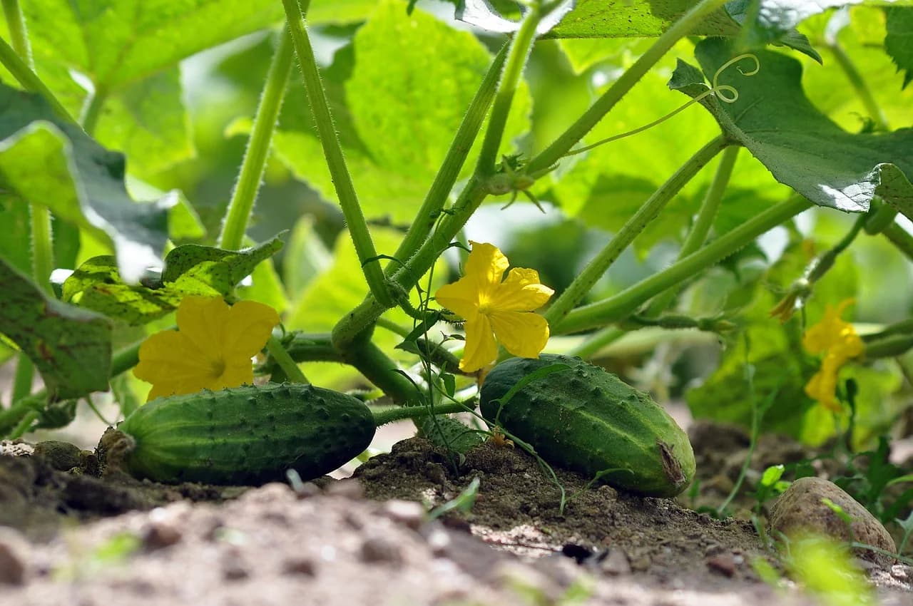 Cucumber fruits and yellow flowers growing on vines in soil
