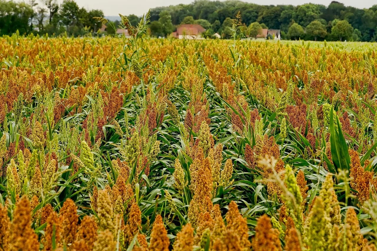 Sorghum field with reddish-brown seed heads growing in rows, with green trees and houses in the background