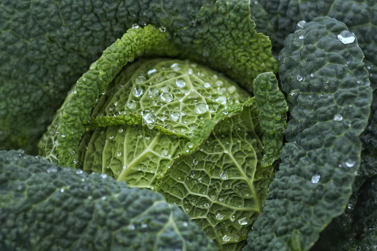 Savoy Cabbage heart with water droplets on crinkled, veined leaves growing in a garden