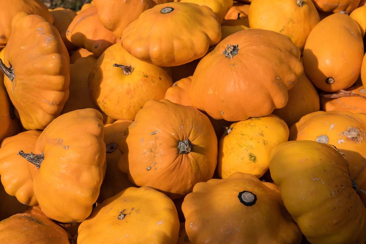 Pattypan Squash orange scalloped fruits piled together with stems