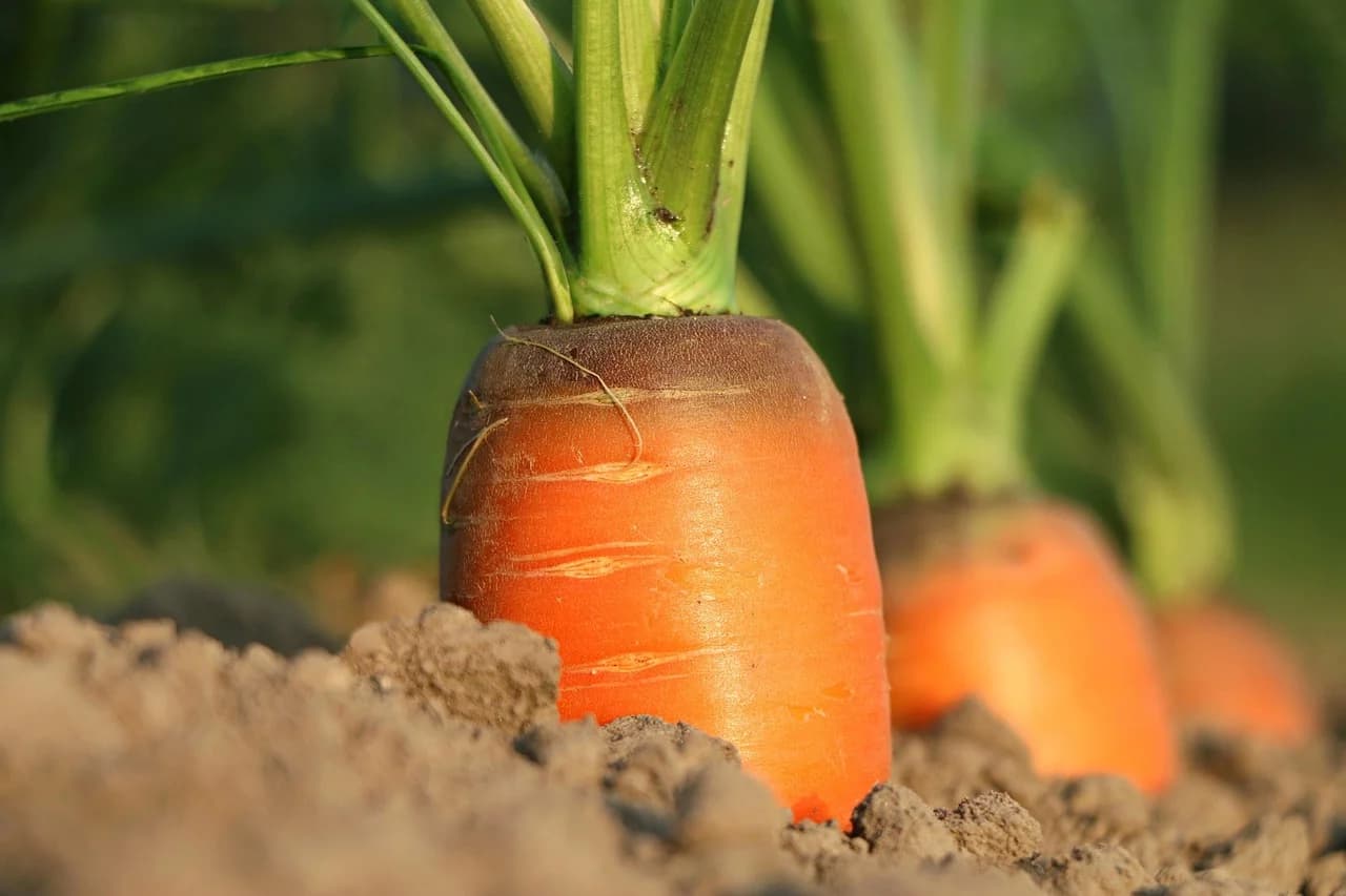 Carrot roots with green leafy tops growing in soil