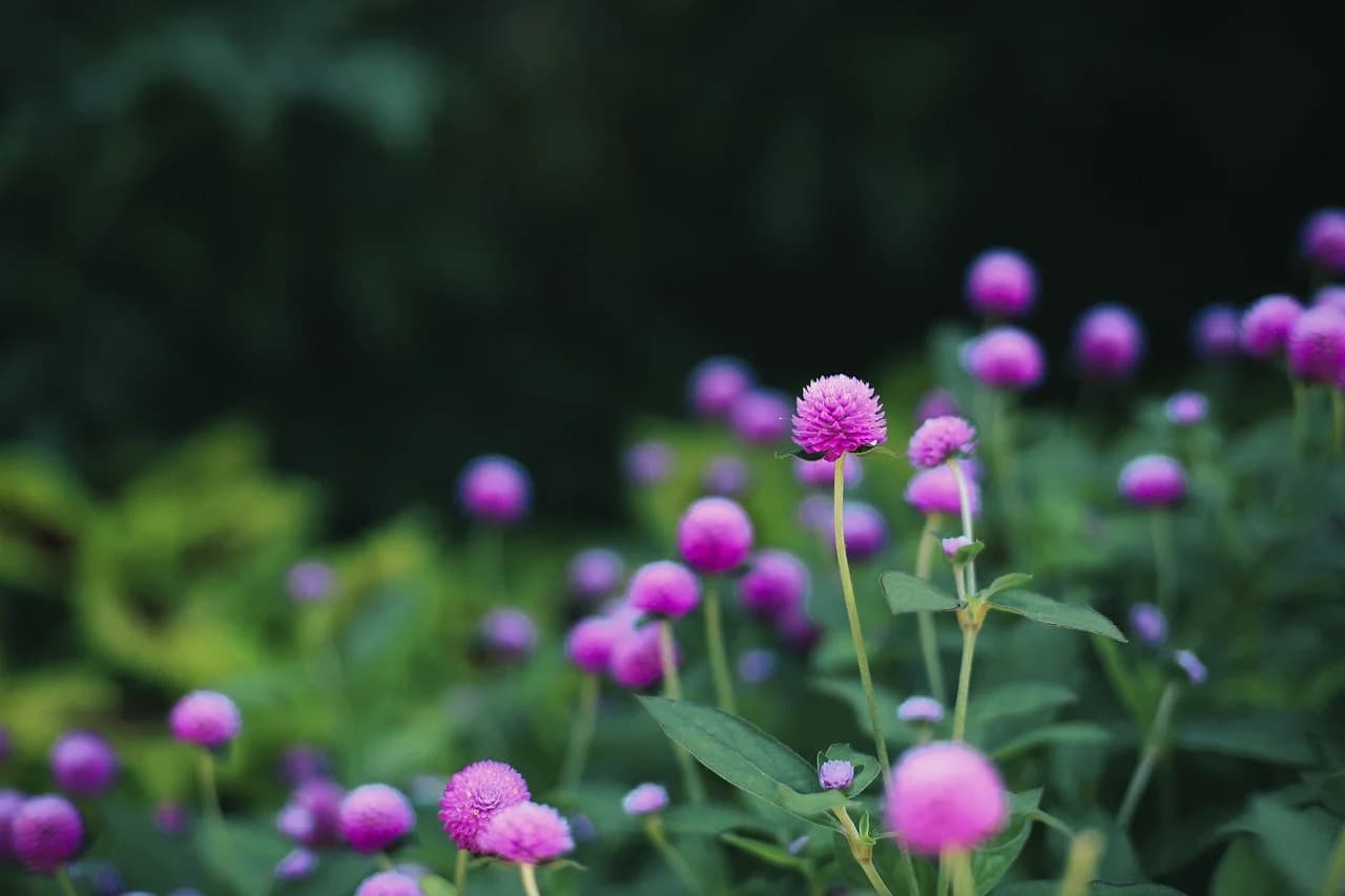 Gomphrena globosa pink globe flowers on tall stems in a garden with blurred dark green background