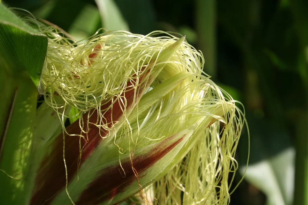 Sweet corn ear with pale silks emerging from a red-streaked husk on the plant