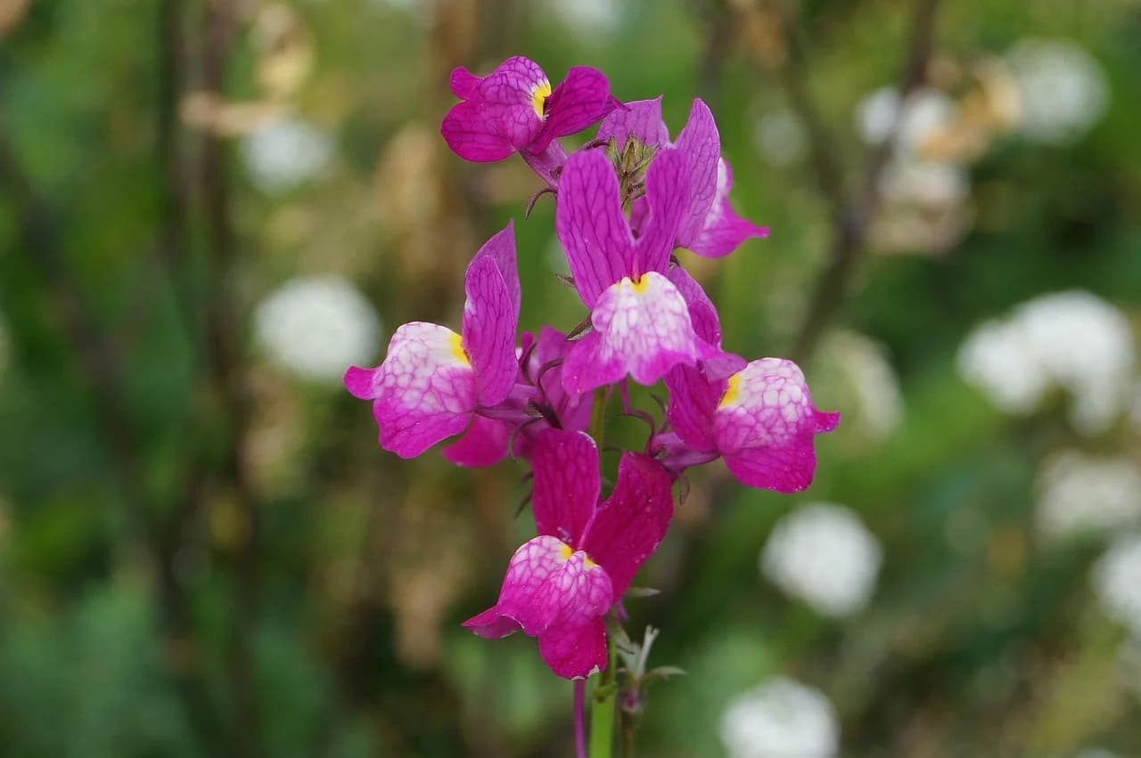 Linaria maroccana magenta flowers with yellow throats growing on a stem in a garden