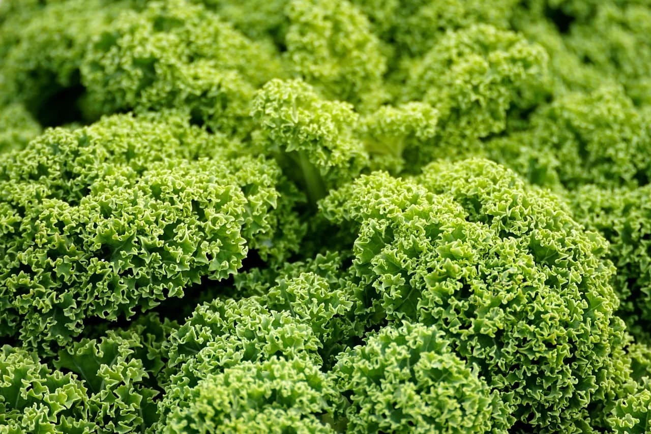 Kale plants with dense, curly green leaves growing in a planting