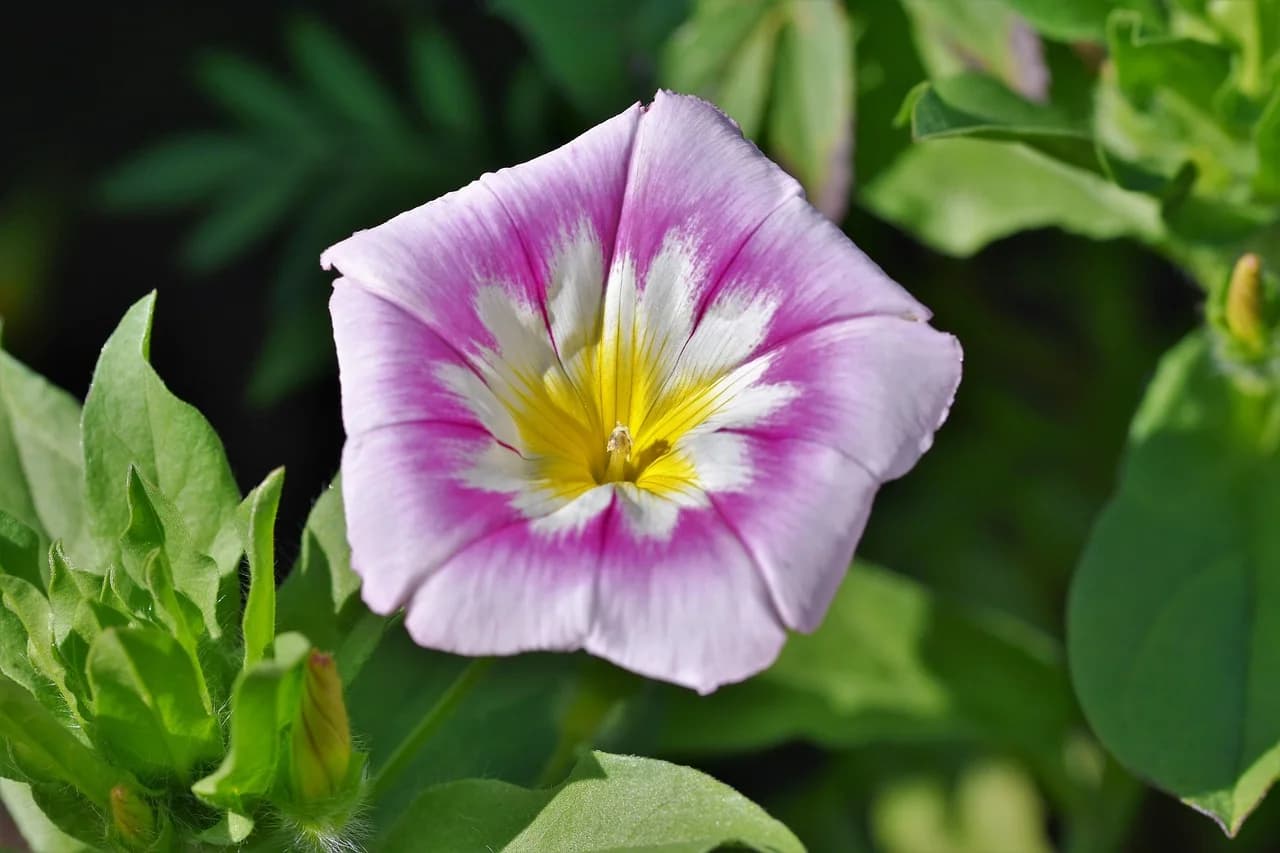 Dwarf Morning Glory flower with pink petals, white band and yellow throat among green leaves