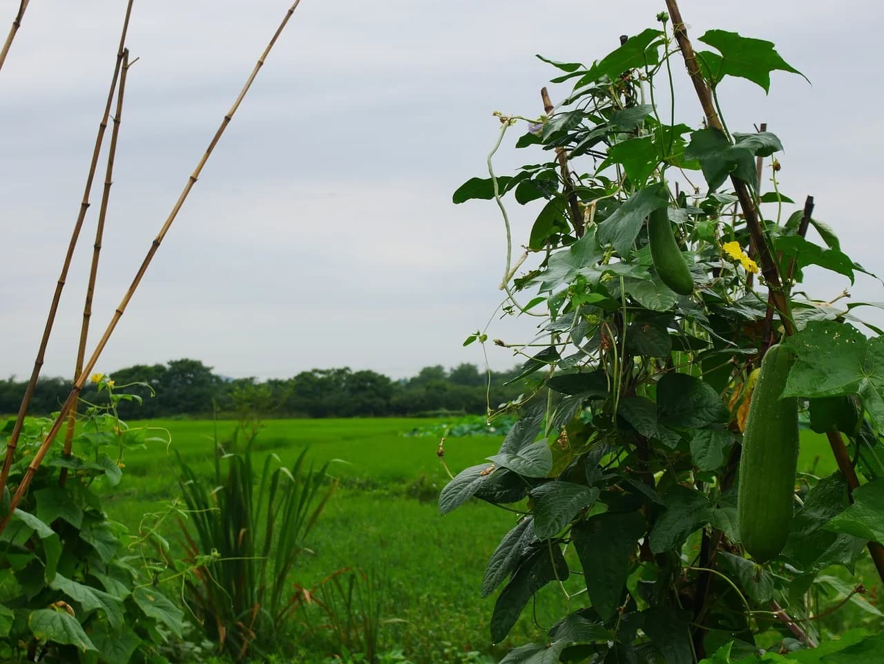 Luffa plant climbing bamboo stakes with long green fruit in a field