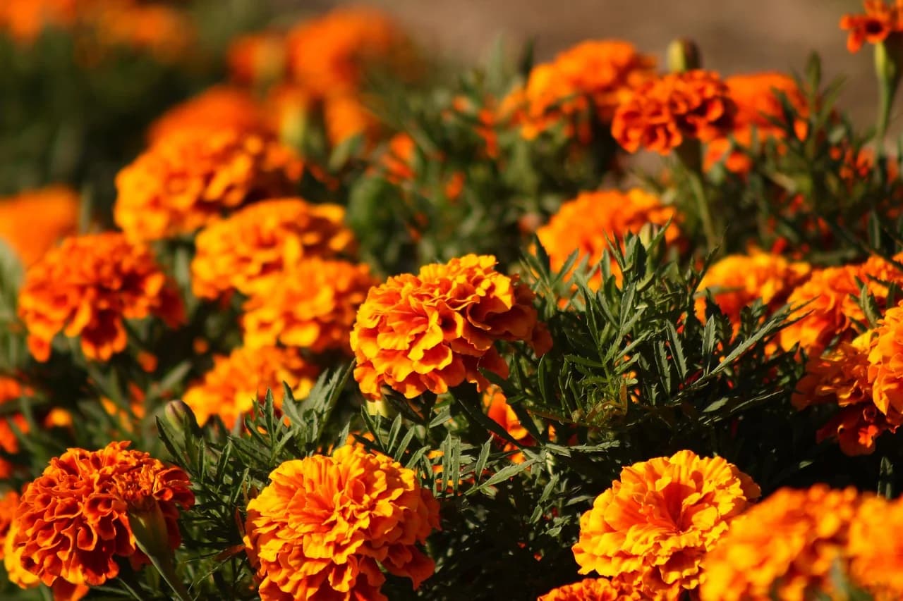 Marigold plants with orange ruffled pompom flowers and finely divided green leaves in a sunny bed