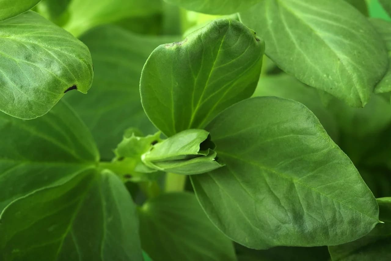 Fava bean plant leaves close-up showing broad green leaflets and veins