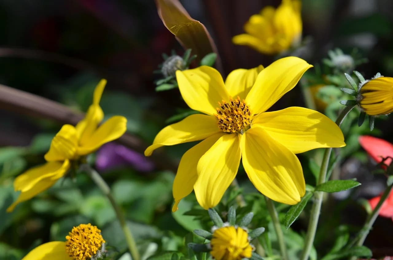 Bidens ferulifolia yellow daisy flowers with yellow centers growing among green leaves