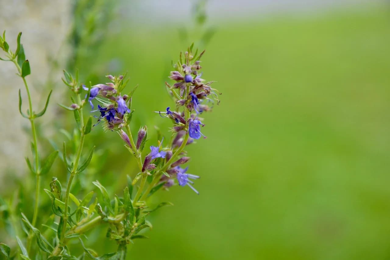 Hyssop stem with small blue flowers in whorls and narrow leaves against a green background