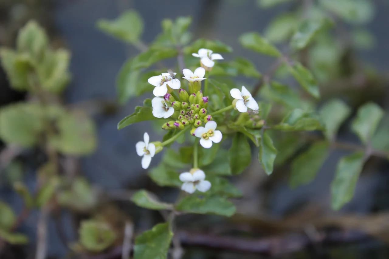 Watercress stems with small white flowers and green buds growing beside water