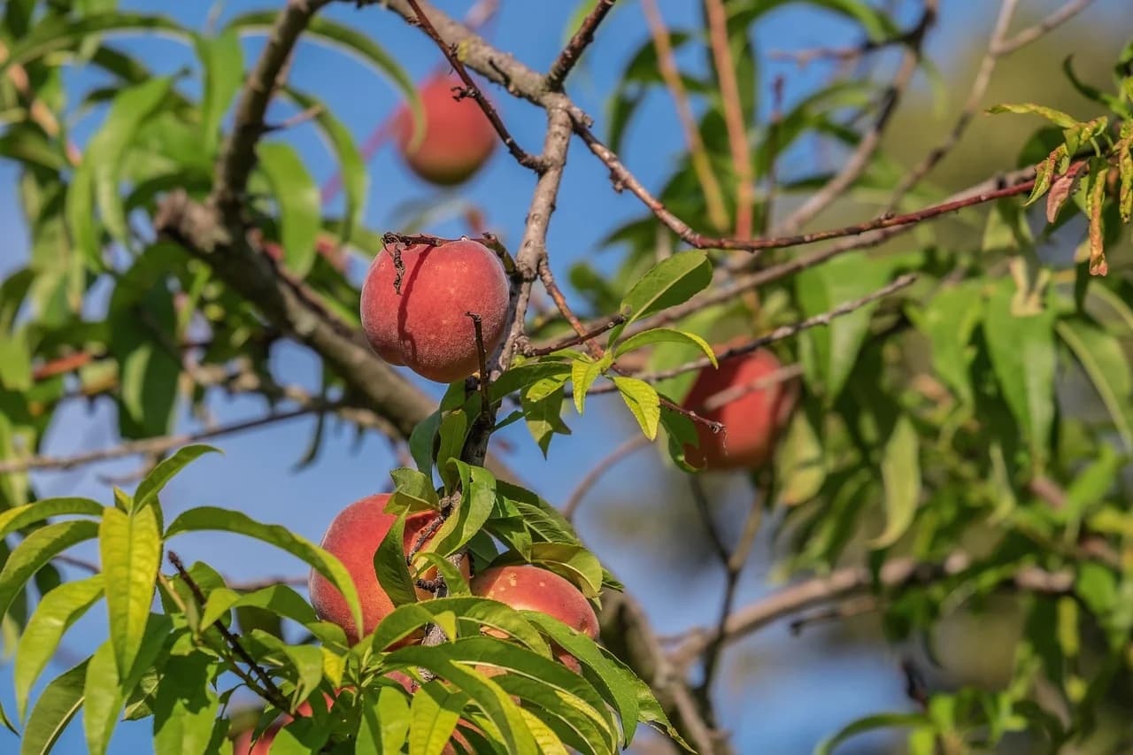 Peach Tree fruit ripening on branches among green leaves against a blue sky