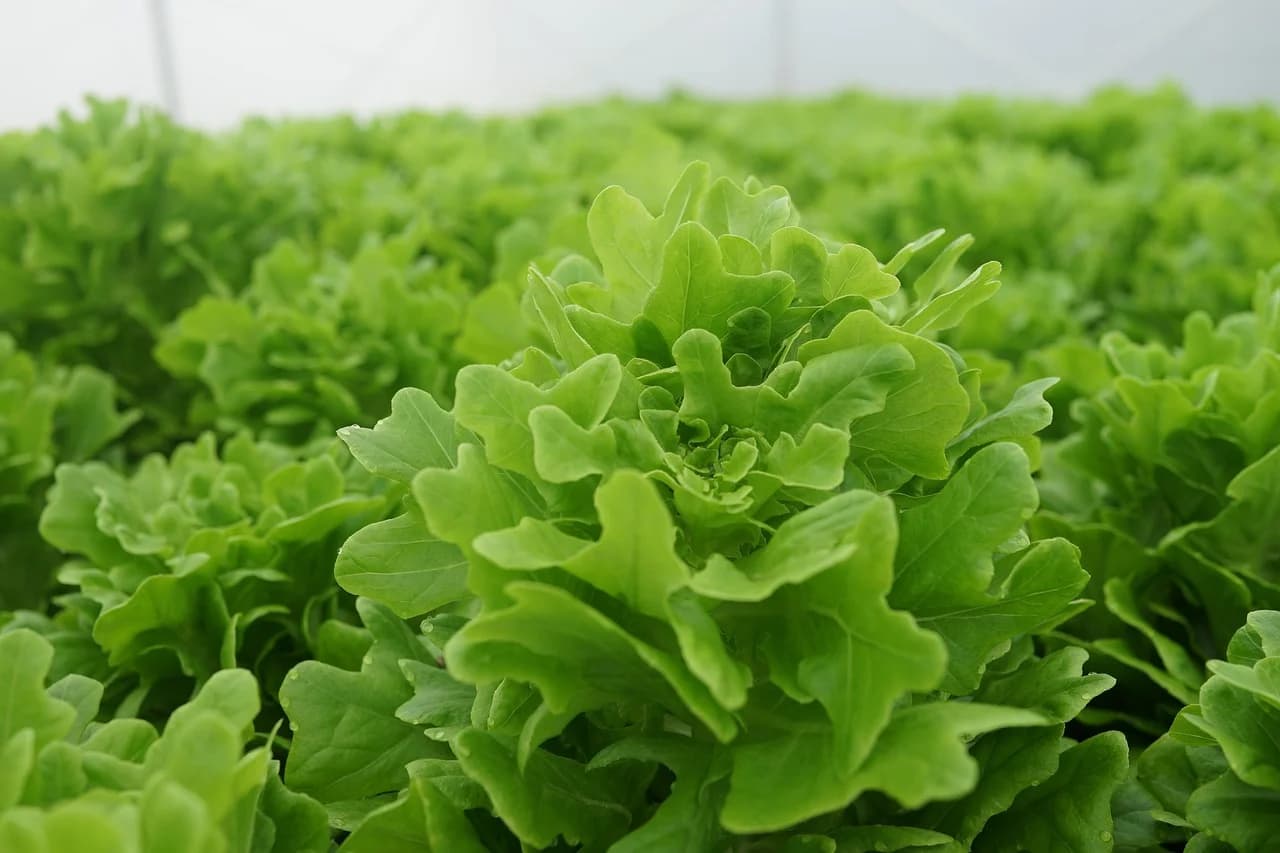 Loose-leaf lettuce plants growing densely in rows in a greenhouse bed