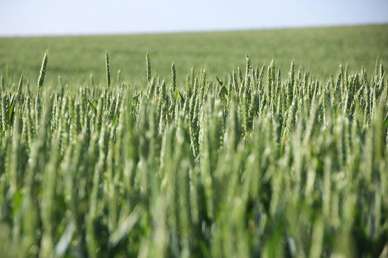 Green wheat ears growing across a field toward a flat horizon